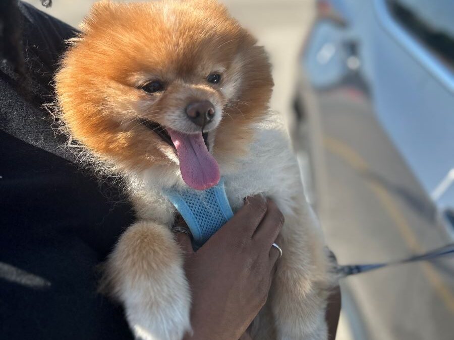 Pet Microchip Event