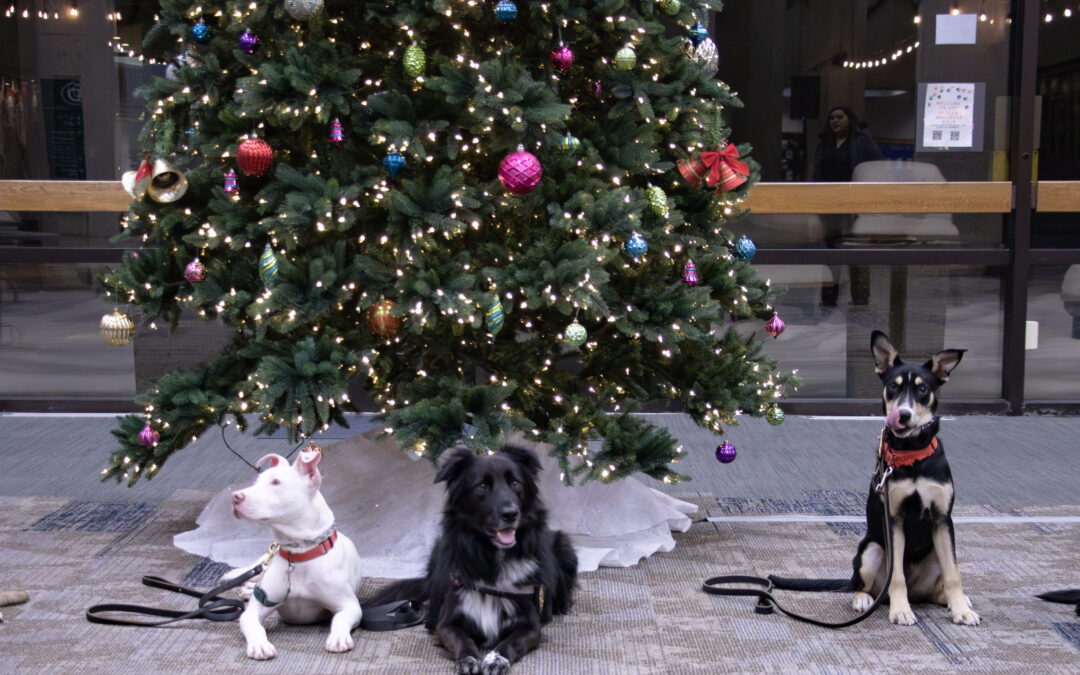 K9s at Governors State