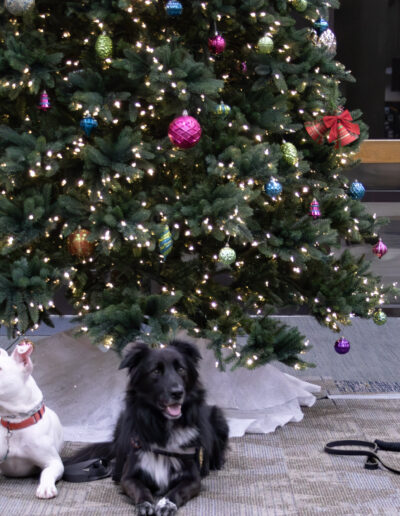 TAILS OF REDEMPTION DOGS - STORM, RADAR, TROOPER, WINTER, AND DARWIN