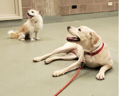 Group of Individuals in Custody with dogs